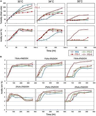 Mutations in degP and spoT Genes Mediate Response to Fermentation Stress in Thermally Adapted Strains of Acetic Acid Bacterium Komagataeibacter medellinensis NBRC 3288